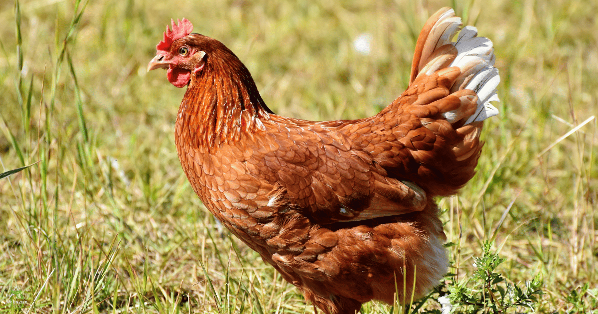 Exporting Chicken Litter from NI to Great Britain: What You Need to Know