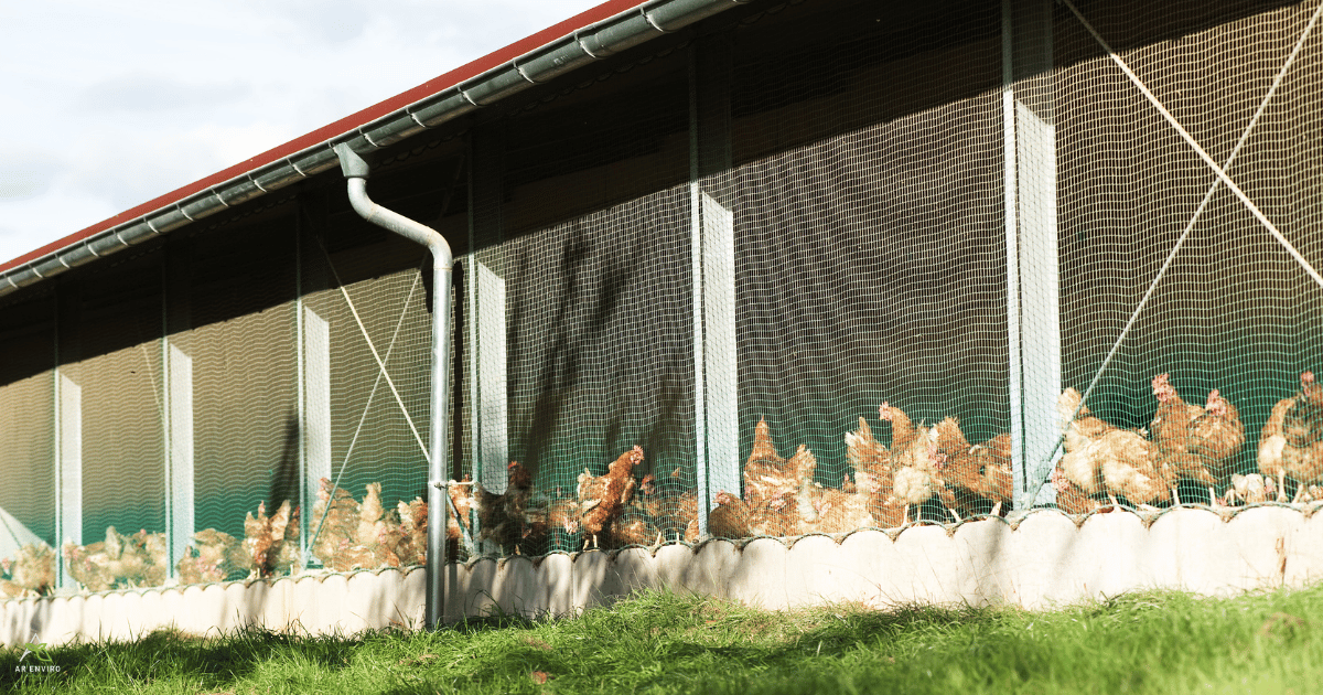 How Much Land Do You Need for Chicken Houses in NI?
